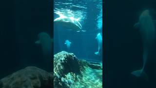 Beluga Whale 🐋 🐳                          #shorts #shortvideo #reels