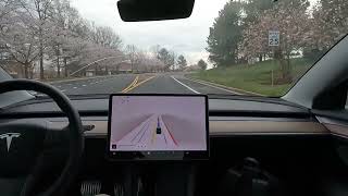 Tesla and cherry blossoms 🌸 DMV fsdbeta Road test! pass or fail?    FSDbeta is it worth $15,000? #4k