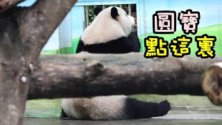 哥哥笑咪咪地給圓寶上課,定位訓練,吃好多小點心,紅蘿蔔|Giant Panda Yuan Bao,圆宝,貓熊,大貓熊,大熊貓|台北動物園|Taipei Zoo #팬더 #대왕판다 #パンダ