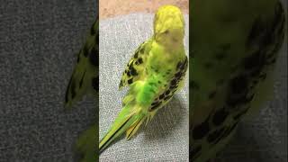 尾羽が扇みたいに広がるセキセイインコの幼鳥ぴっぴ　#shorts