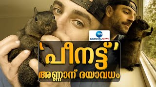 Celebrity Squirrel Peanut | യുഎസിലെ സെലിബ്രിറ്റി അണ്ണാന്‍ കുഞ്ഞായ പീനട്ടിനെ ദയാവധം ചെയ്തു