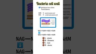 Peptidoglycon structure NAM,NAG In Hindi || bacteria cell wall || #shorts #youtubeshorts  #medical