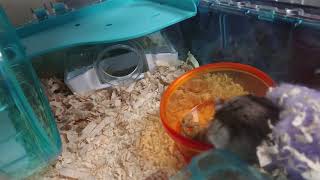 エサの食べ方が横着なジャンガリアンハムスター🐹