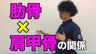 【肩関節の理学療法の落とし穴？】肋骨と肩甲骨の静的な関係