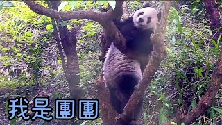 團團爬樹也是很厲害，為了吃，團團什麼都辦得到|熊貓貓熊The Giant Panda Yuan Yuan and Yuan Bao|台北市立動物園