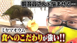 食へのこだわりが強いミヤマオウム