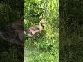 goslings eating grass 水鳥の赤ちゃん草を食べる shorts