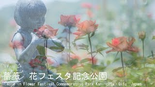 春バラ　花フェスタ記念公園　岐阜県可児市　2017 Rose in Flower Festival Commemorative Park Kani-city, Gifu .Japan