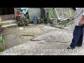 【龜在山裏的生活】黑眉錦蛇出沒 protected species snake in turtle mountain.