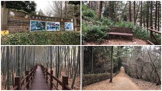 vlog | i found korea bamboo forest near to my house 대나무숲| nature asmr