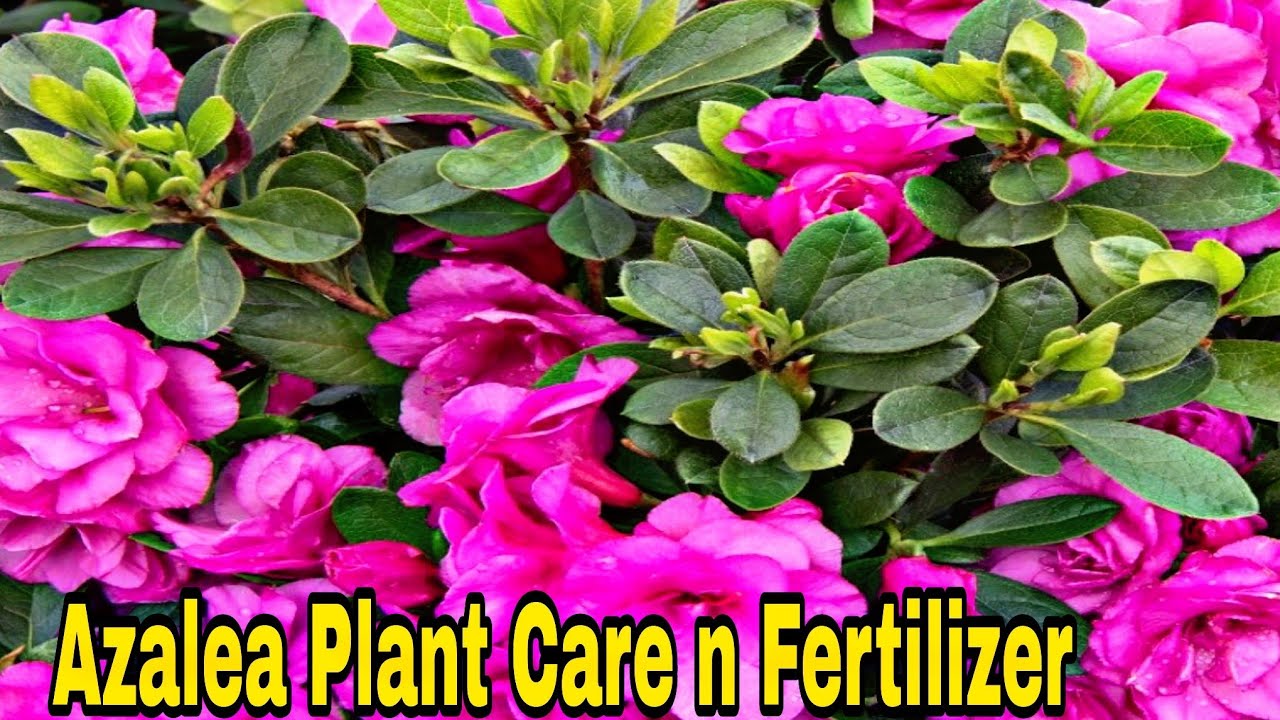 Azalea Plant Care/How To Grow And Care Azalea Plant/ Best Care And ...