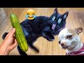 Funniest 2024😉Cats and 🥒 Cucumbers - Awesome Funny Pet Videos 😹🐕Part 6