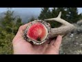 Finally some elk sheds and a trifecta weekend