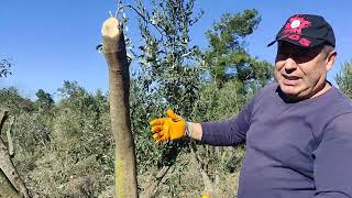 ZEYTİN BUDAMASINDA PANİK YOK! ŞEKİL&GENÇLEŞTİRME VS.