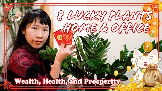 8 Lucky Plants for Home & Workplace (Feng Shui : Health, Wealth & Prosperity)