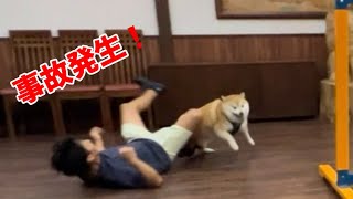 【⚠️】超大人しい元豆柴が豹変する姿が面白すぎました