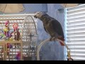 whatever and a hug einstein the talking texan parrot