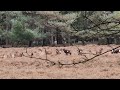 moeflons op de veluwe