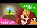 The Old Lion and the Fox | Aesop's Fables | Pinkfong Story Time for Children