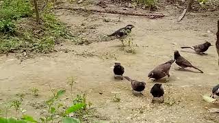 শালিক পাখি।। ময়না পাখি।।চুড়ই পাখি।। শালিক পাখি কথা বলা।।।