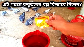 এই গরমে কবুতরের যত্ন কিভাবে নিবেন?