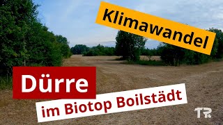 Dürre im Biotop Boilstädt | Klimawandel