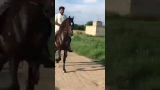 Beautiful Chalbaz Desi horse inPakistan 2023