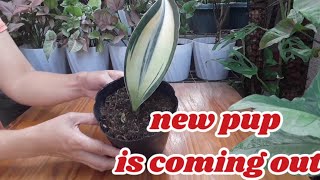 repotting : snake plant | sansevieria variegated white masoniana