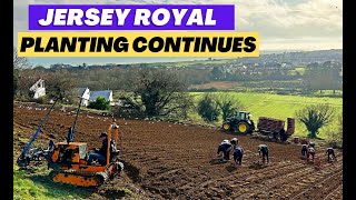 Jersey Royal planting continues with the dry weather