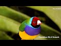 gouldian finch sounds