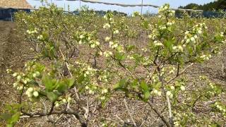 ブルーベリー摘み取り園  ブルーヘブンの花！150422