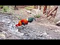 bright coloured jungle fowl in forest adavi kodi jungle hen