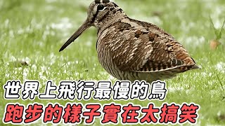 世界上飛行最慢的鳥，跑起步來姿勢怪異，被稱為鳥中舞王#丘鷸#世界之最#飛行最慢的鳥#鳥類#科普