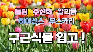 구근식물쇼핑🌷화성나무도매시장. 튤립수선화알리움히야신스무스카리