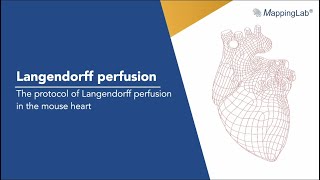 Langendorff perfusion - the protocol of Langendorff perfusion in the mouse heart