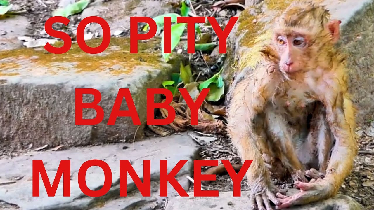 So Pity Baby Monkey Youtube
