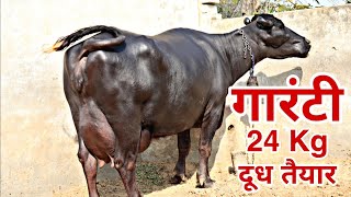 हरियाणा का गर्व-मूर्राह। Top Class Murrah near Hisar. Now Milk-24 Kg Ready. Owner-Vijay,Village-Dobi