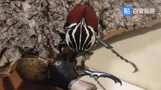 Goliathus goliatus vs Dynastes hercules