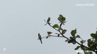 Birdwatching: Kingfisher perched on a branch on a misty day #birds #kingfisher #gardenwildlife