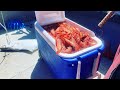 Prince of Wales Island: Shrimping for giant Spot Prawns in Southeast Alaska!!!