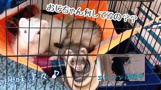 【フェレット姉弟】夏の間フルパワーで頑張ってくれたエアコンの大掃除【ferret#340】