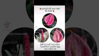 💐ඇන්තූරියම් ශාක 10ම Rs 2500 💐( බුෂ් වල ඇති පැල සමග පැකේජයට ලැබෙන මුලු පැල ගණන 14) #niluflowergarden