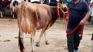 3 ਜਰਸੀ ਗਾਵਾਂ ਵਿਕਾਉ ਬਹੁਤ ਸੋਹਣੀਆਂ #best#cows#jersey