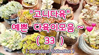 [고니다육] 예쁜 #다육이모음 (33) #succulentcollection #succulentgarden