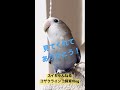 【閲覧注意】オジサンもハマるコザクラインコの可愛さ