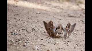 Sparrow Birds having Dust Baths or Sunbath