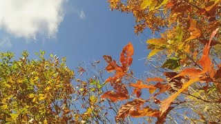 【上越妙高百景】　見晴らしバツグン　錦秋の京ヶ岳城跡（新潟県上越市清里区）