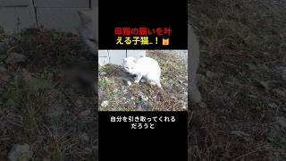 母猫の願いを叶える子猫...！🐱