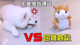 【薩摩耶 SAMOYED】雪球與回聲倉鼠的對決! 可以不要學我講話嗎? XD