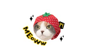 SILLY meow-fi ✨ | bossa nova playlist